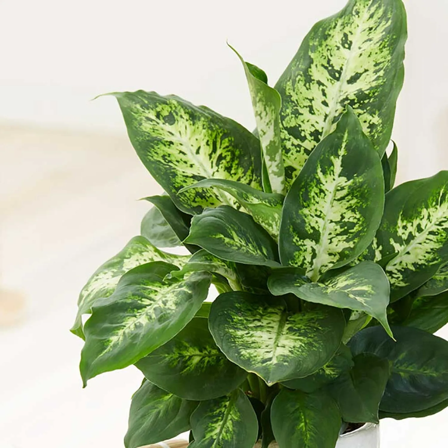 25-35cm Dieffenbachia Compacta Dumb Cane 12cm Pot House Plant